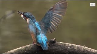 Une rivière mythique et bucolique: la Venoge