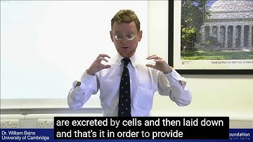 Transglutaminase main reaction: Crosslinking by William Bains