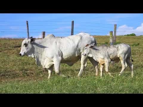 LOTE 62 NIVI 1333