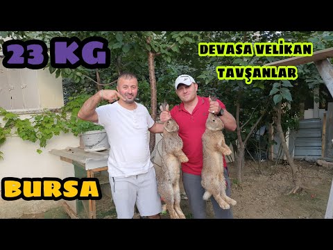 TAVŞAN IRKININ EN İRİSİ VE EN İLGİNÇİ  23 KG GELEN DEV VELİKAN TAVŞAN LAR  GÖRENİ HAYRETE DÜŞÜRÜR