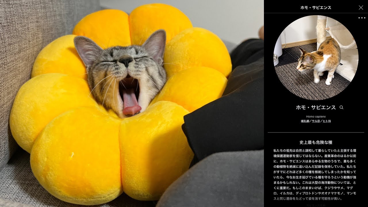 生き物をなんでも判別できるアプリを猫に使うとまさかの結果に… - YouTube