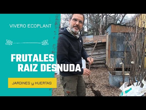 FRUTALES a raíz desnuda en el vivero Ecoplant