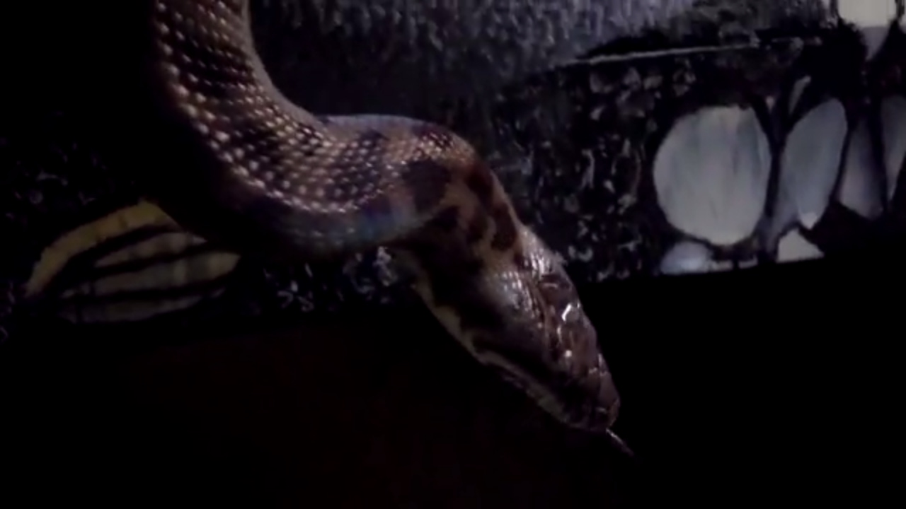 pythons for sale Blonde Spotted Python Myah & Our Recent Cyclone