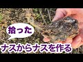 夏野菜開始！畑の隅に落ちてたナスからナスを作ってみる