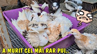 Download Lagu ViaΘa la ΘarΔ - A MURIT cel mai rar pui de la porumbei din acest sezon MP3 Download Lagu ViaΘa la ΘarΔ - A MURIT cel mai rar pui de la porumbei din acest sezon MP3