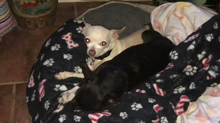 Beatrice gives Gidget her morning bath! TracysPaws...