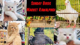 Sunday Birds Market Rawalpindi 2024College Road Rawalpindi Pets Markets Price Updates 2024#foryou