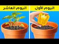نصائح بستنة ذكية للمبتدئين || كيف تزرع أي نبات في أي مكان