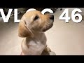 PRANKING OUR DOG - Vlog 46