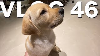 PRANKING OUR DOG - VLOG 46