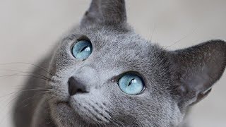 Russian Blue Cat 