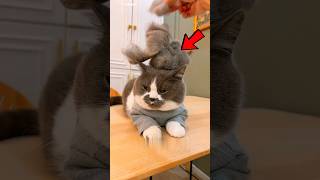 This Cat Owner’s Love Was Truly Priceless 💔🐾 #cat #short