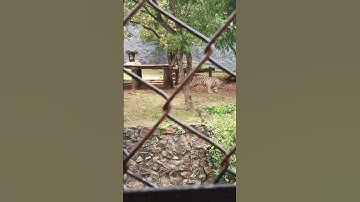 Thumbnail of White Tiger coming Down the Valley