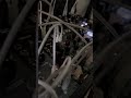 @clattersmachines Sibilla will never leave my rack. #ambientmusic #modularsynth #dronemusic