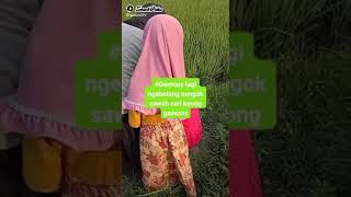Ngebolang Di Sawah Gaesss,Berburu Keong