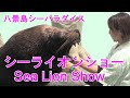 八景島シーパラダイス【シーライオン・ショー】(Sea Lion Show )2024.08