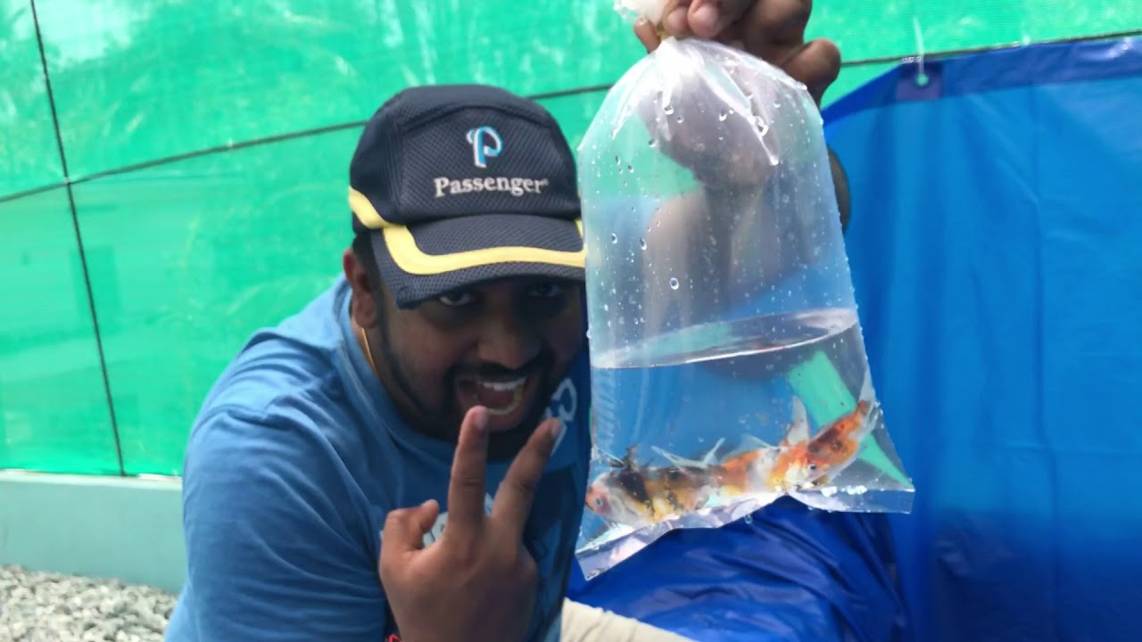 Launching our ornamental fish breeding production Unit with Few sample