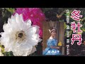 冬牡丹(歌唱:原 みよ子)