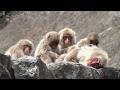 【地獄谷野猿公苑】☆ トックリ00 全記録集 2015年 2 ☆ ~ニホンザル~ / snowmonkey