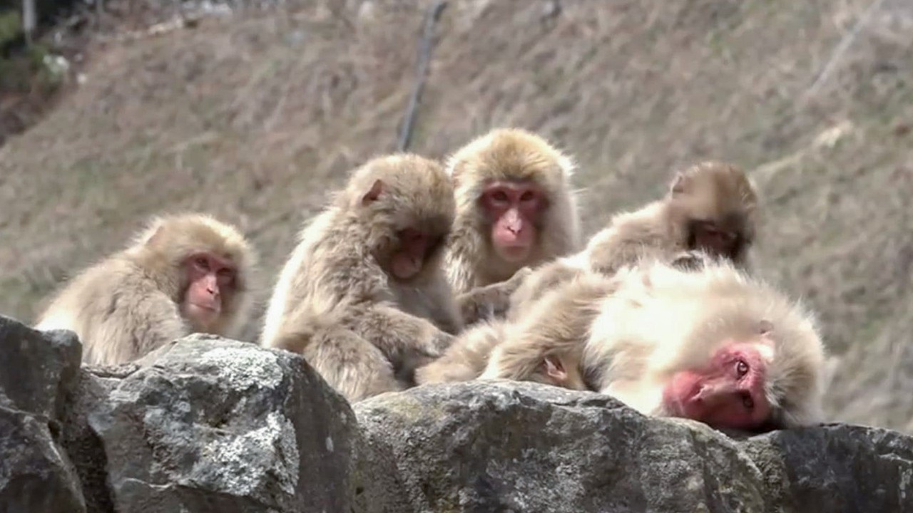 【地獄谷野猿公苑】☆ トックリ00 全記録集 2015年 2 ☆ ~ニホンザル~ / snowmonkey
