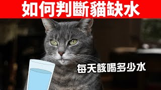 如何判斷貓是否缺水貓咪每天需要喝多少水【養貓必看EP34】