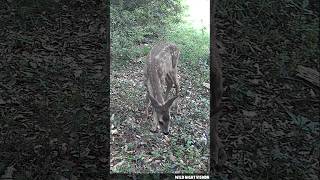 Bambi (Capreolus capreolus) #fototrampeo #trailcam #animalslife #viral