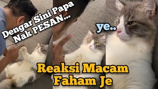 Telatah Kucing Dengar Pesan Di Sofa Buat Netizen Terhibur