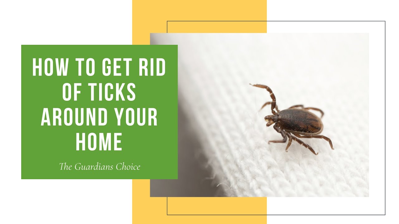 How to Get Rid of Ticks Around Your Home - The Guardians Choice - YouTube - How To Get Rid Of Ticks In The House
