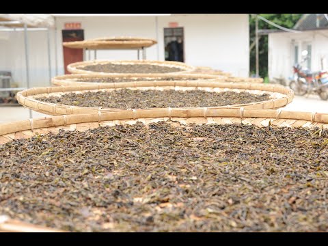 Video: Hva Er Pu-erh Te