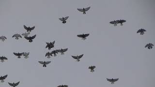 Полеты голубей (04.02.2022)