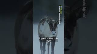 Arktik Bölgesinde Doğal Yaşam