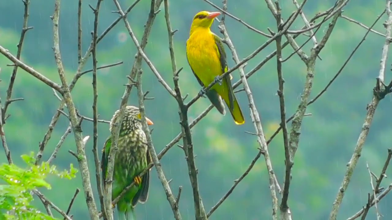 Indian golden oriole$ Lineated barbet at vanghat lodge #jim Corbett
