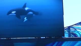 SeaWorld Orlando's 'Orca Encounter' (Early August 2022)