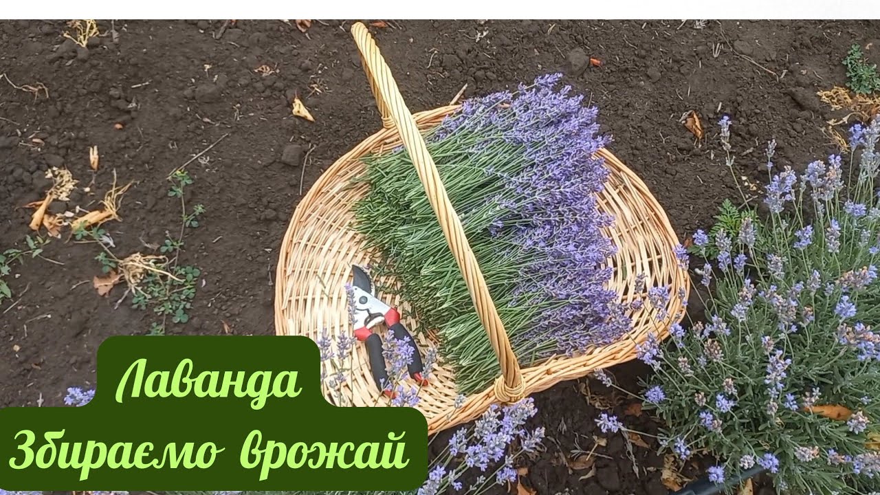 Зрізаємо лаванду. Перші продажі гарних букетів! 