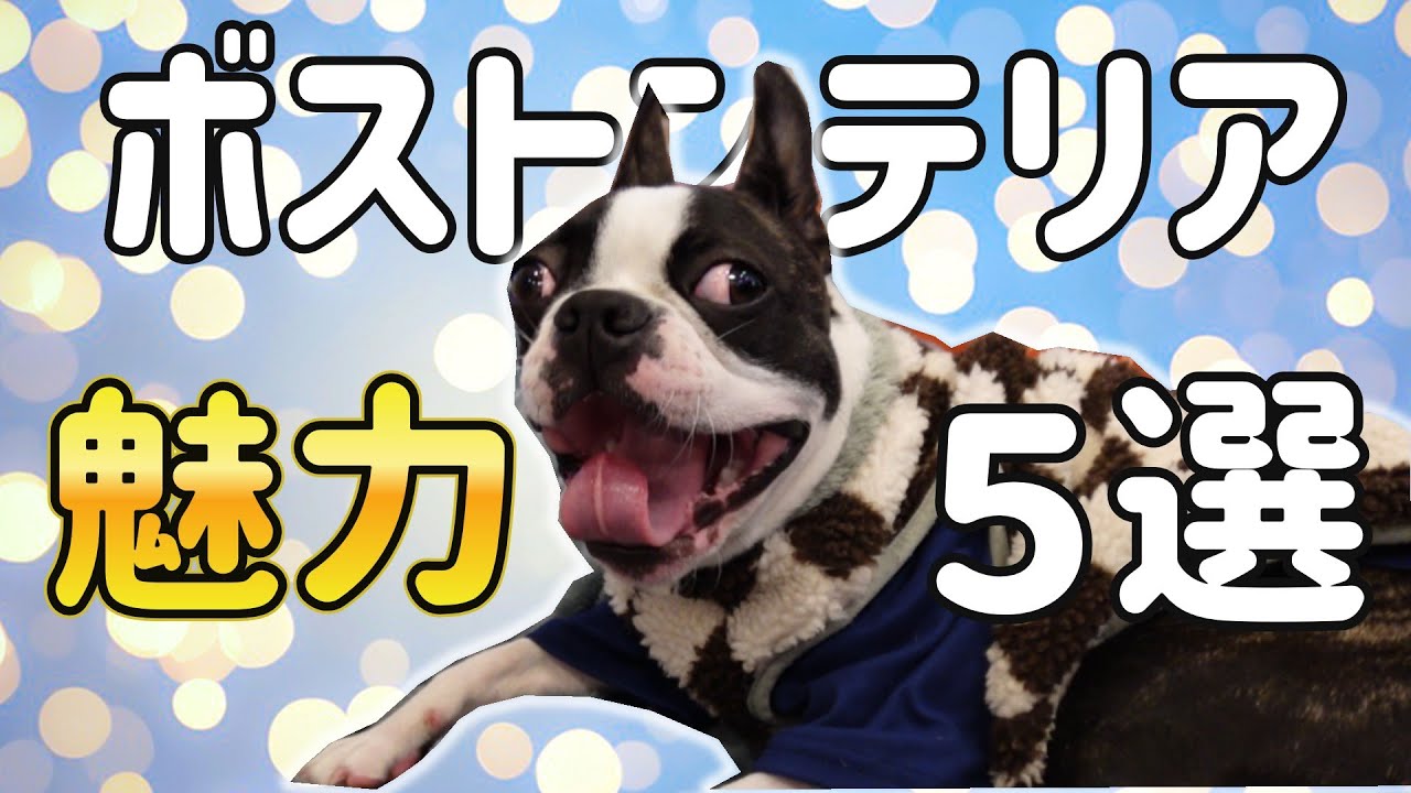 【中毒注意】ボストンテリアの暮らしに沼る魅力5選