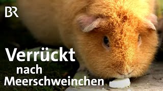 Meerschweinchen in Mittelfranken: Pflege der Auffangstation | Zwischen Spessart und Karwendel | BR