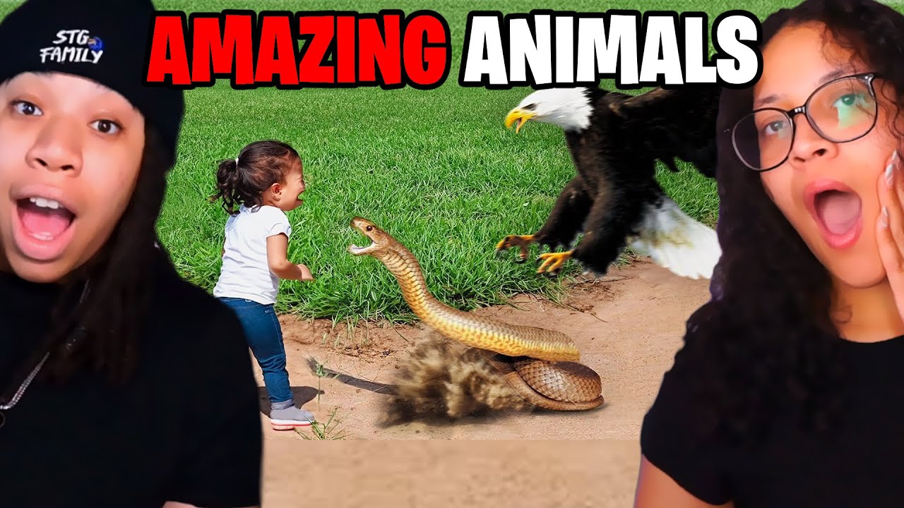 HERO Animals That SAVED Human Lives