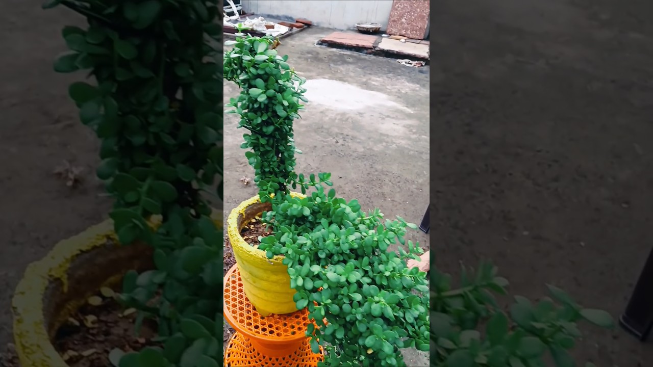 Easy jade plant peacock/  jade topiary 🦚 