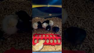 Baby chicks are here! I’ve got 5 Buff Orpingtons and 5 Black Sexlinks. 🤘