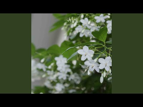 Watch 凉爽的风 (舒缓曲) on YouTube