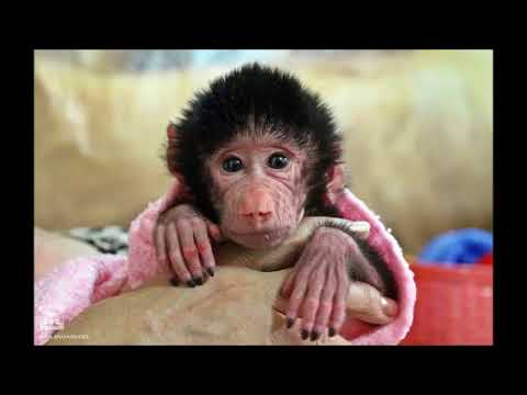 სტუმრად ზოოპარკში