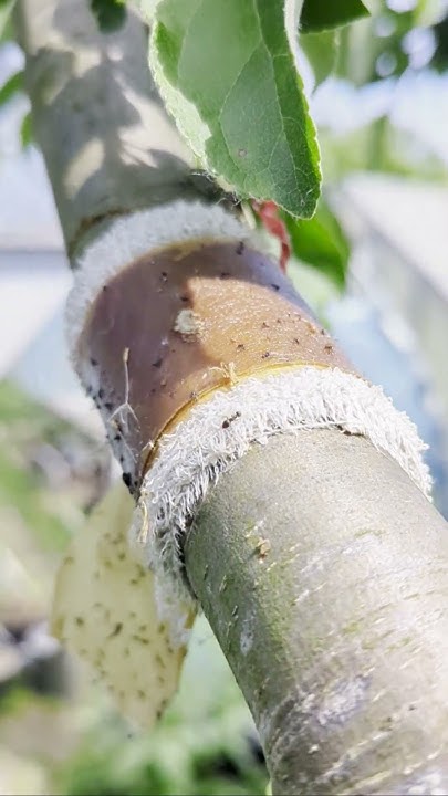 Итоги применения липкой ленты от муравьев на плодовых деревьях # ...