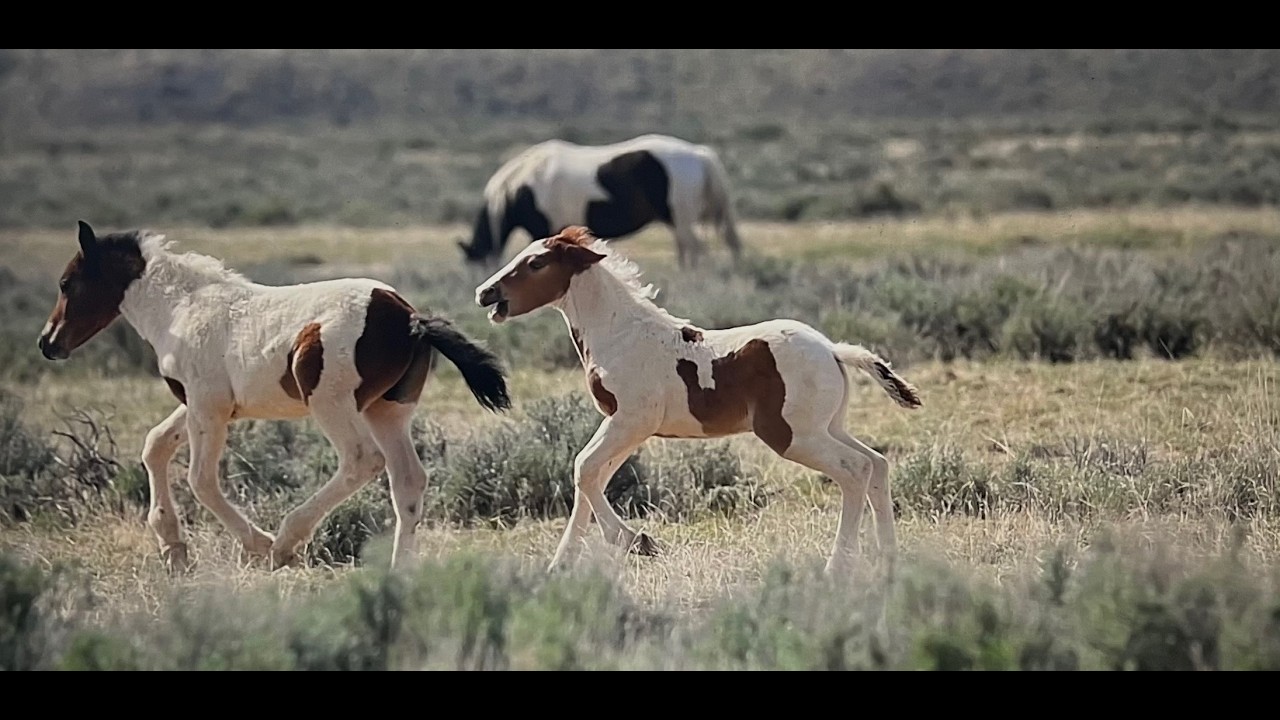 WILD HORSES OF AMERICA 2025 Highlights of Foals by Karen King