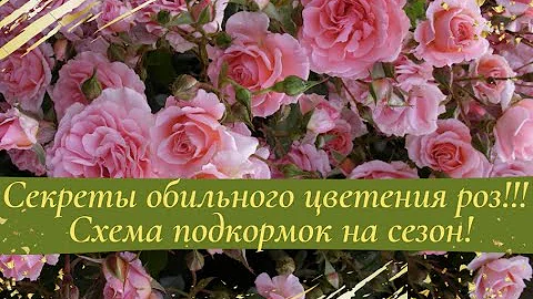 Секреты обильного цветения роз!!! Схема подкормок на сезон!