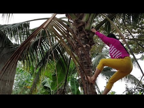 Video Lẩu chua cá ngát, ăn là mát. Xuất hiện khỉ đu cây dừa... - youtube