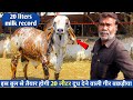 20 लीटर वाली गीर बछडी़या मिलेगी इस बुल से || Gir garediyo 2 bull of aryaman gir goushala Gujarat