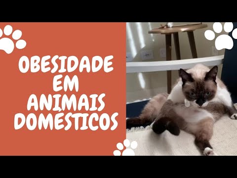 Vídeo: Obesidade De Animais De Estimação: Implicações Para A Saúde, Reconhecimento E Controle De Peso