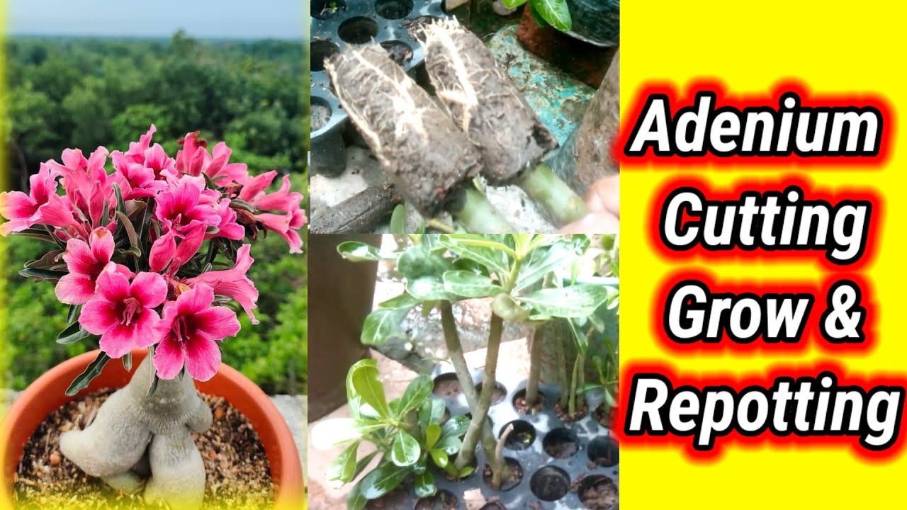 Adenium cutting कैसे Grow करें. Repotting Adenium rooted cuttings