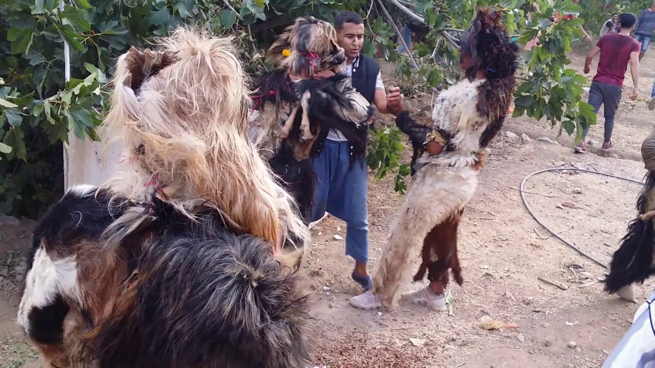 #VLOG // BILMAWN TAMDROUST 2019 J2 أجـــواء عيـد الأضحـى  اليوم الثانـي