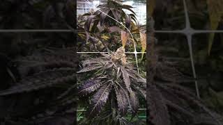 Harvest day